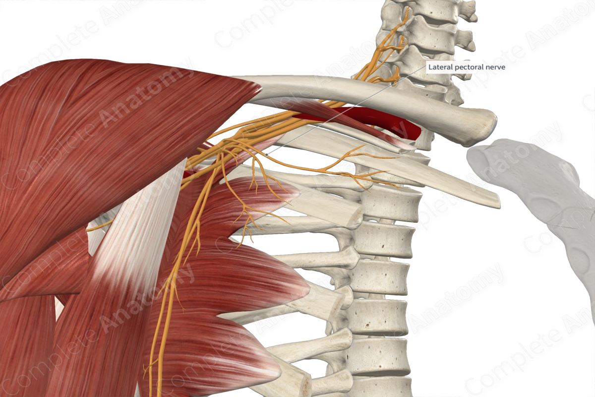 Lateral Pectoral Nerve