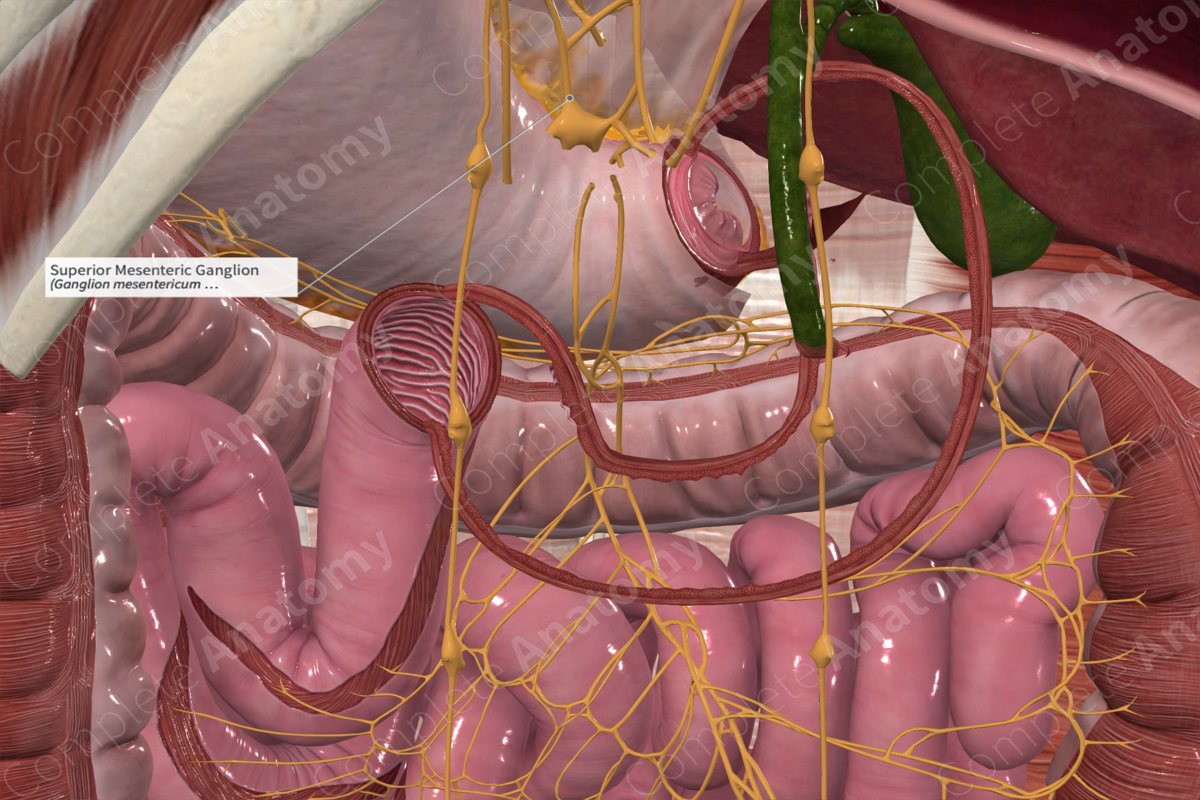 Superior Mesenteric Ganglion