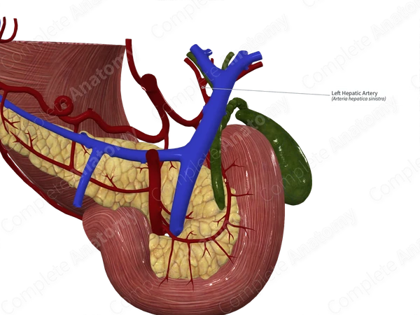 Left Hepatic Artery