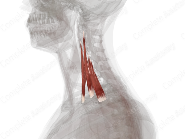 Scalene Muscles (Left)