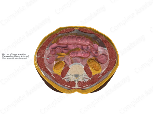 Mucosa of Large Intestine (Descending Colon; Anterior)
