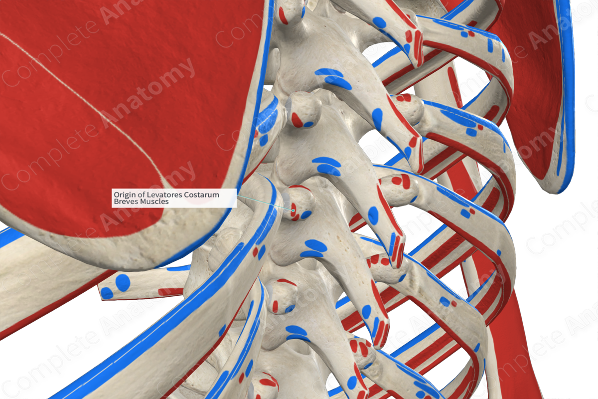 Origin Of Levatores Costarum Breves Muscles Complete Anatomy 6366