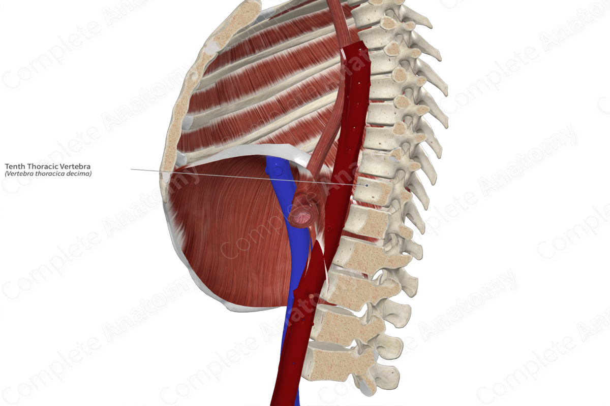 Tenth Thoracic Vertebra