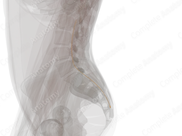 Coccygeal Spinal Roots & Ganglion (Left)