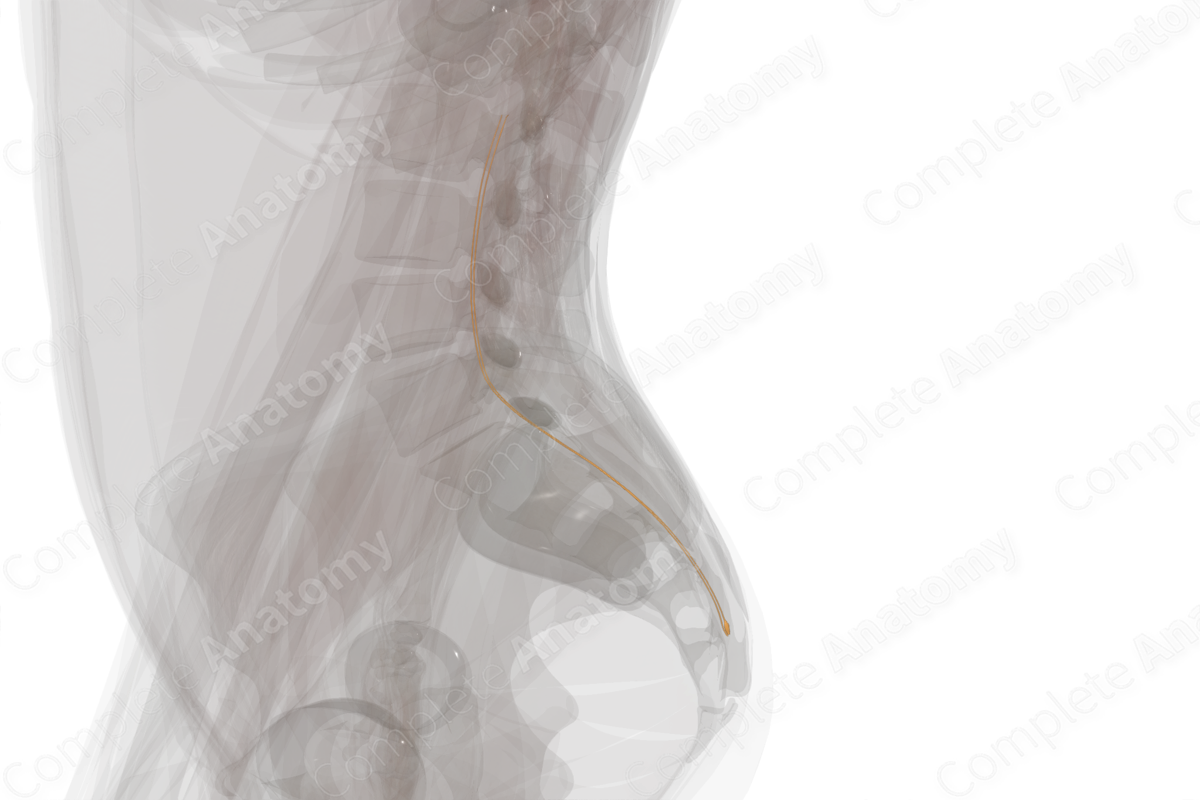 Coccygeal Spinal Roots & Ganglion (Left)