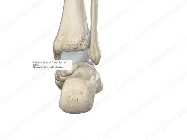Articular Area of Distal Part of Tibia