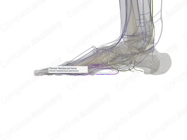 Plantar Metatarsal Veins (Right)