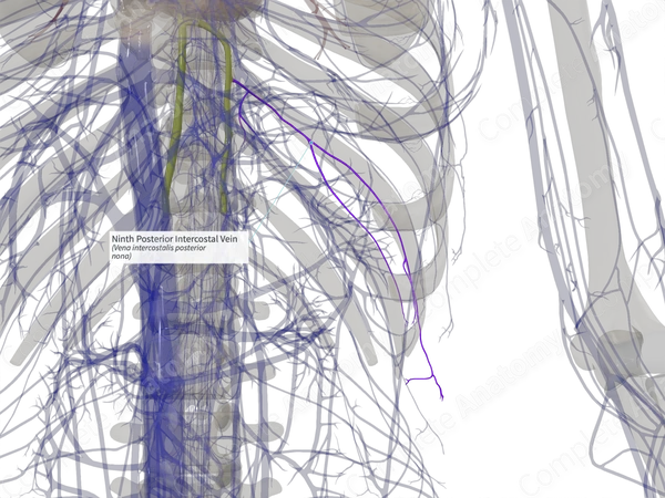 Ninth Posterior Intercostal Vein (Left)