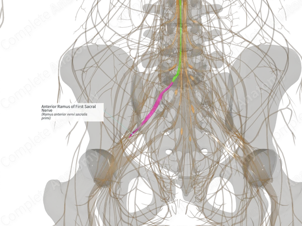 Anterior Ramus of First Sacral Nerve (Right)