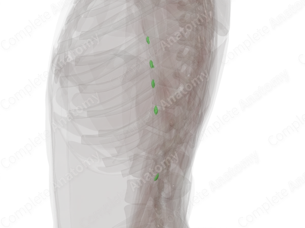 Lymph Nodes of Arm (Left)