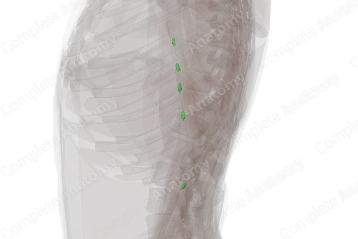 Lymph Nodes of Arm (Left)
