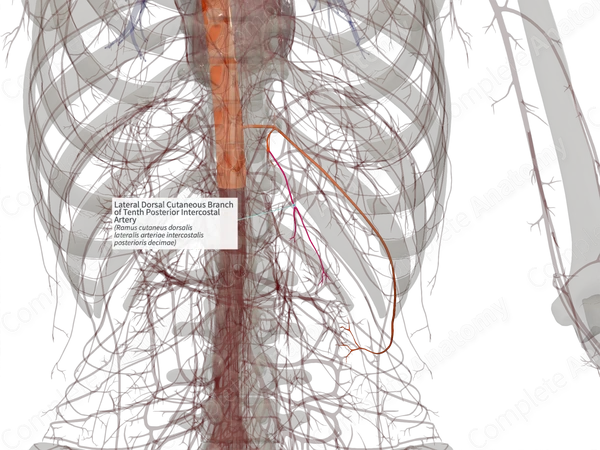 Lateral Dorsal Cutaneous Branch of Tenth Posterior Intercostal Artery (Right)