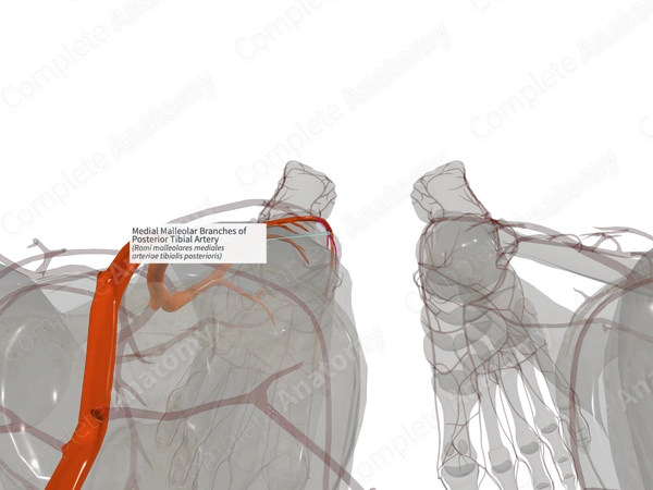 Medial Malleolar Branches of Posterior Tibial Artery (Left)