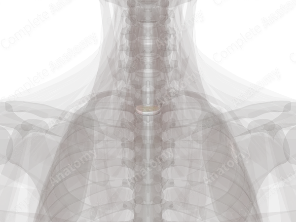Intervertebral Disc (T1-T2) | Complete Anatomy