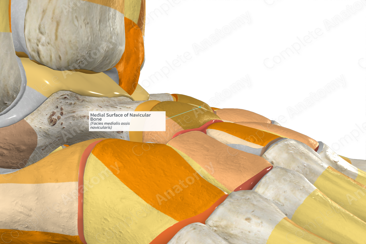 Medial Surface of Navicular Bone