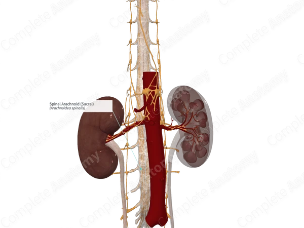 Spinal Arachnoid (Sacral)