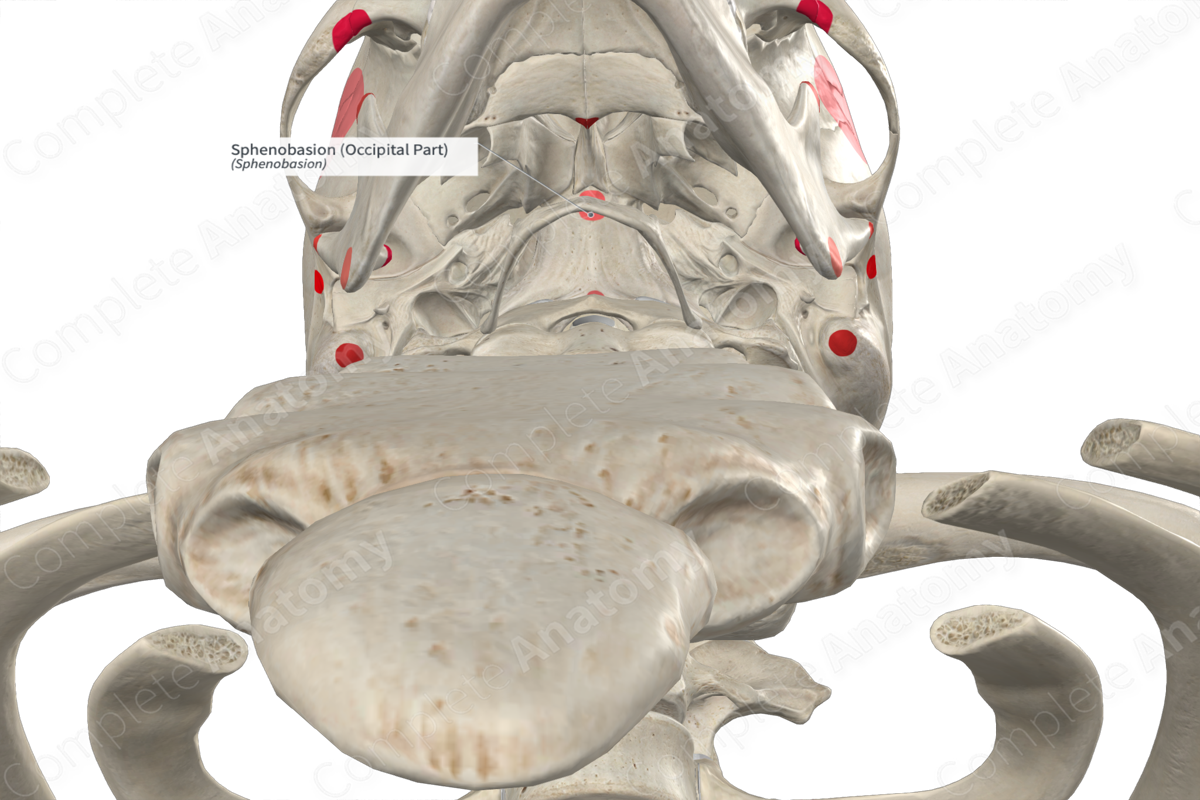 Sphenobasion (Occipital Part)