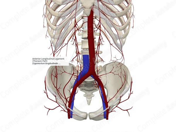 Anterior Longitudinal Ligament (Thoracic Part)
