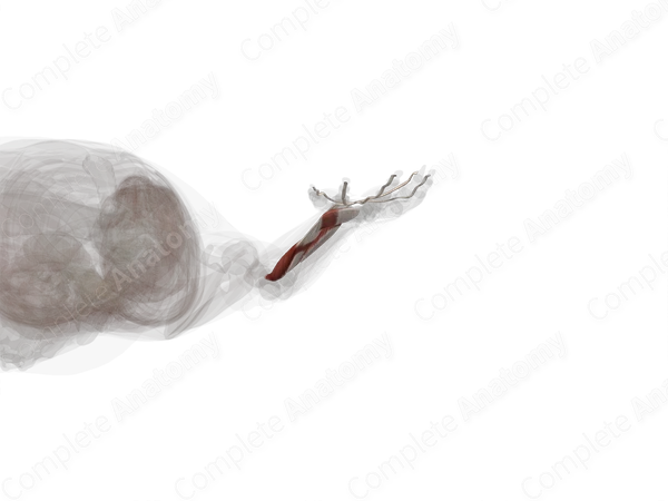 Deep Part of Anterior Compartment of Forearm (Left)