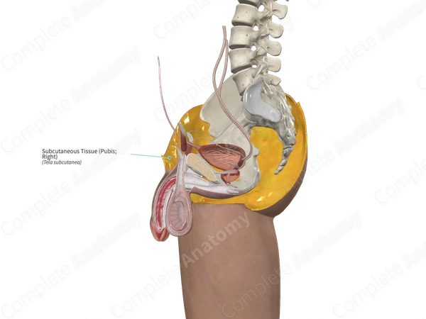 Subcutaneous Tissue (Pubis; Right)