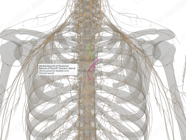 Medial Branch of Posterior Ramus of Fourth Thoracic Nerve (Right)