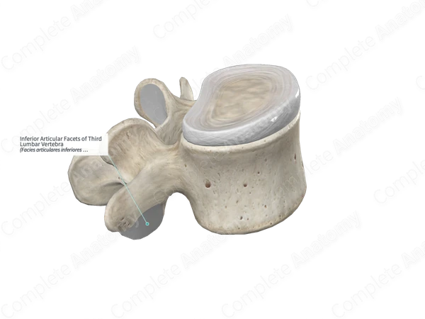 Inferior Articular Facets of Third Lumbar Vertebra