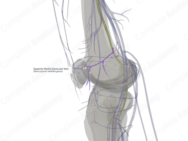 Superior Medial Genicular Vein (Right)