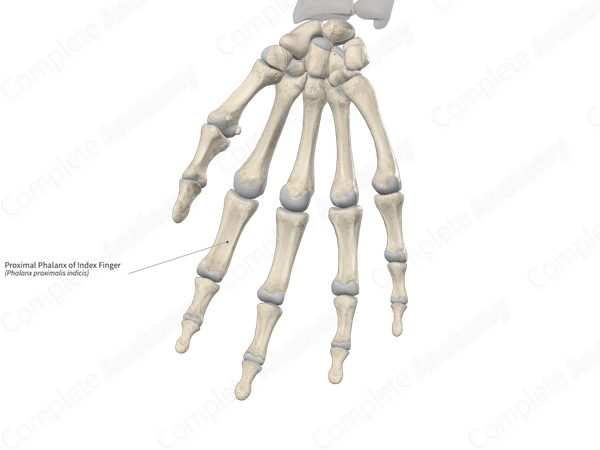 Proximal Phalanx of Index Finger