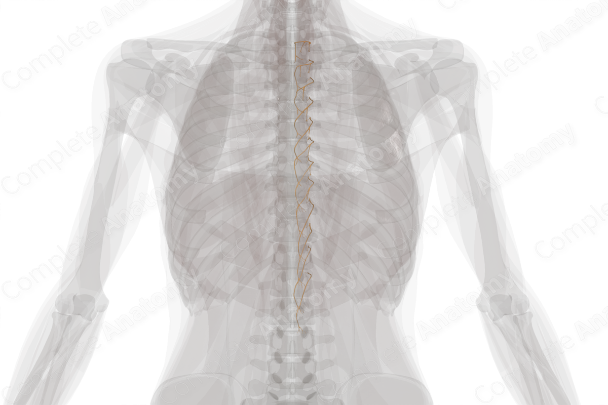 Medial Branches of Posterior Rami of Thoracic Nerves (Left)