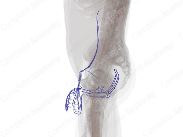 Veins of Male Genital System