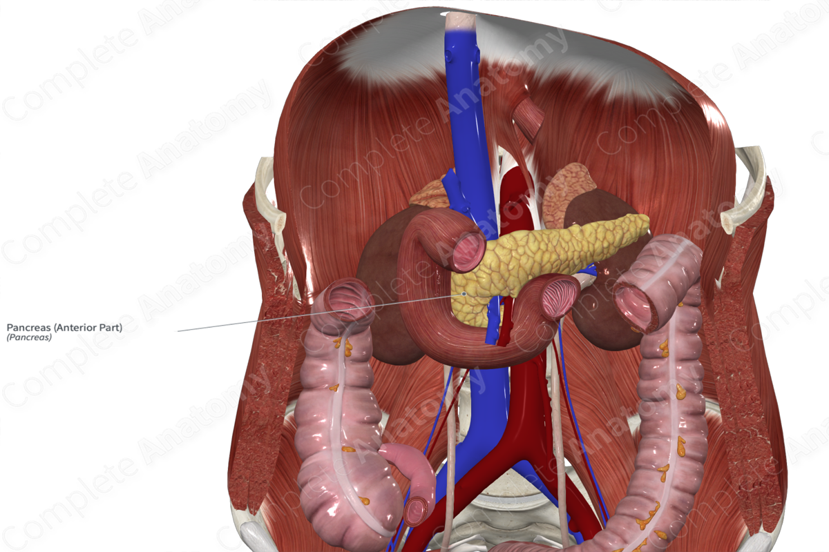 Pancreas (Anterior Part)