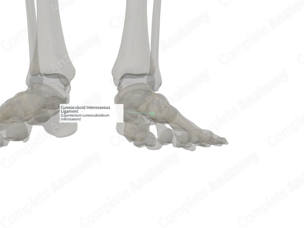 Cuneocuboid Interosseous Ligament (Left)