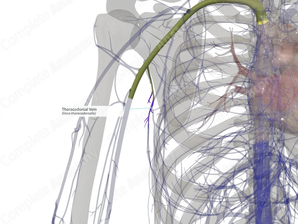 Thoracodorsal Vein (Left)