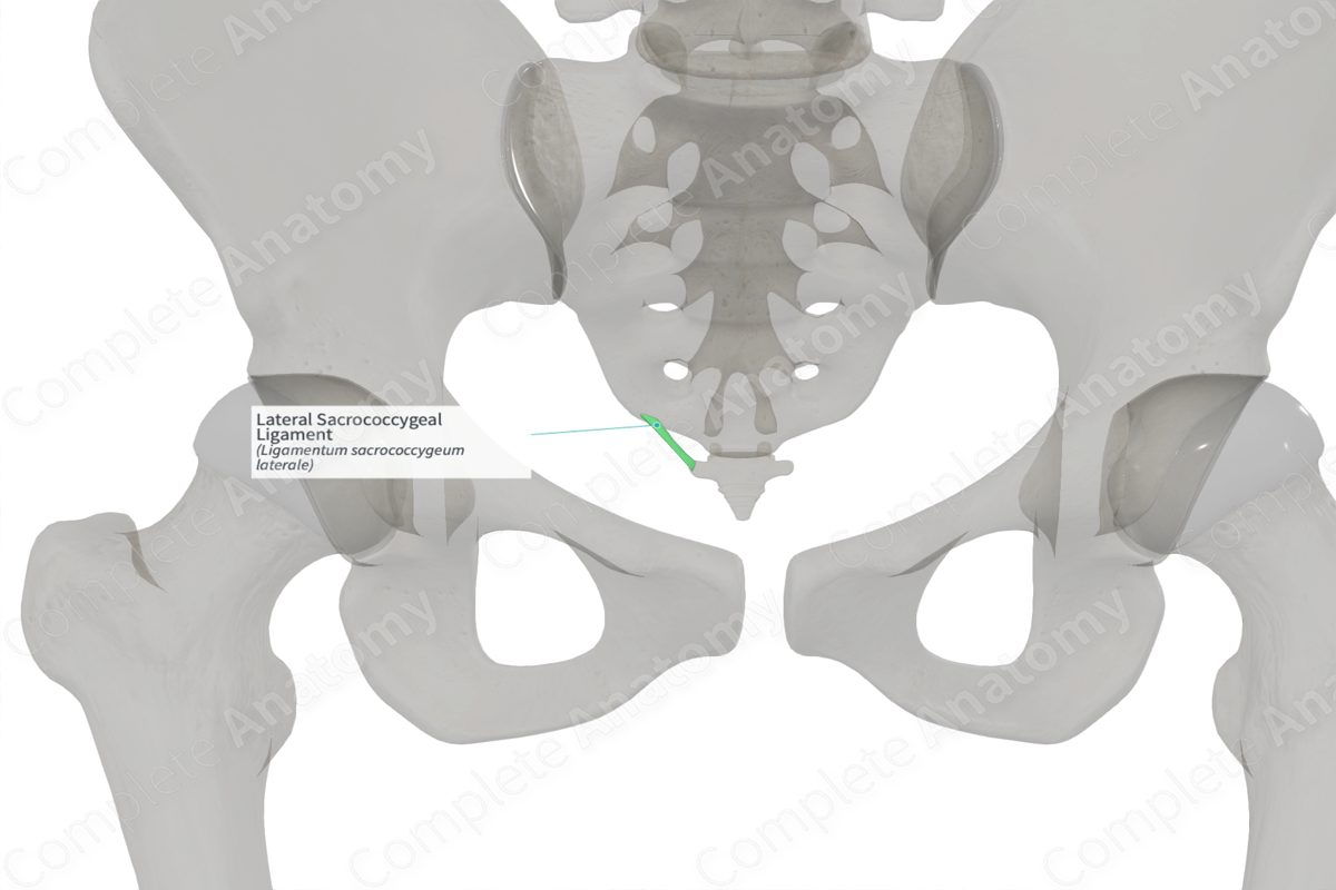 Lateral Sacrococcygeal Ligament (Left)