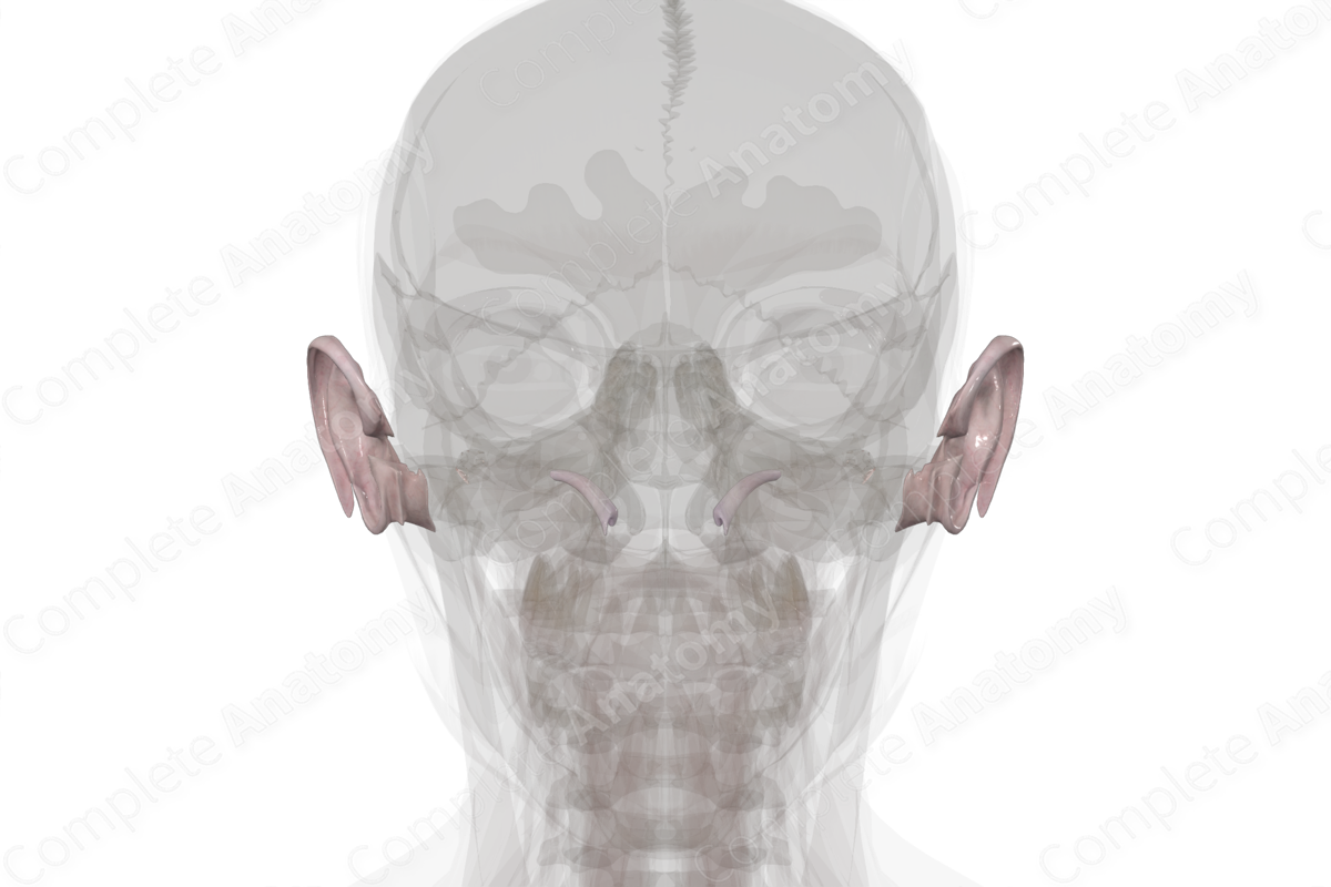 Connective Tissue of External & Middle Ear