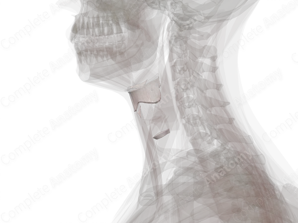 Extrinsic Ligaments and Membranes of Larynx