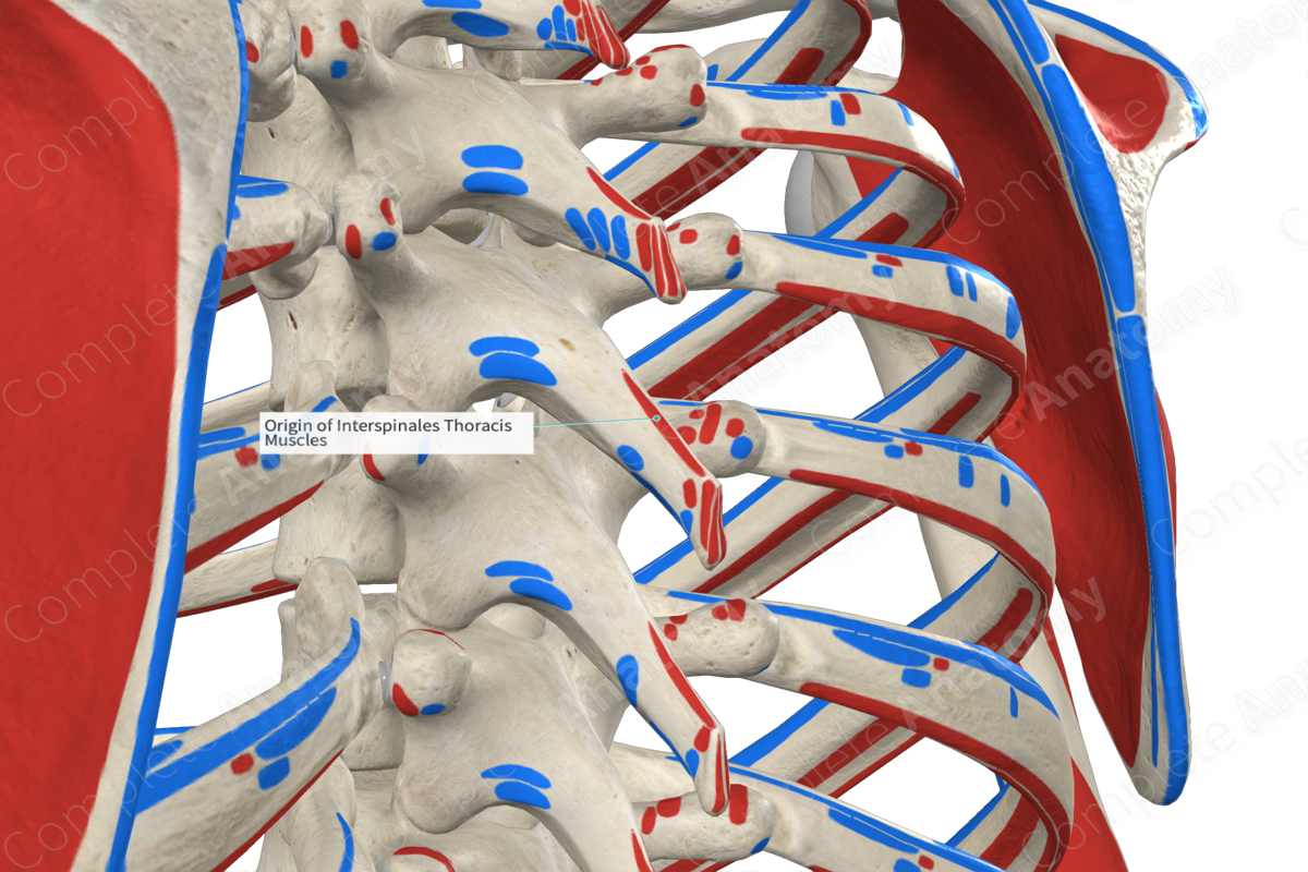 Origin of Interspinales Thoracis Muscles