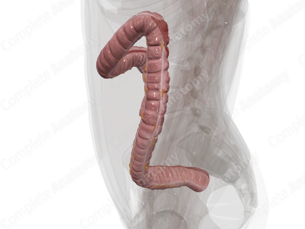 Colon