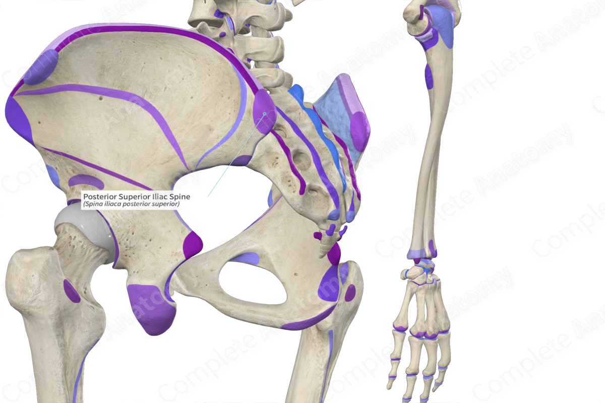 posterior-superior-iliac-spine-complete-anatomy