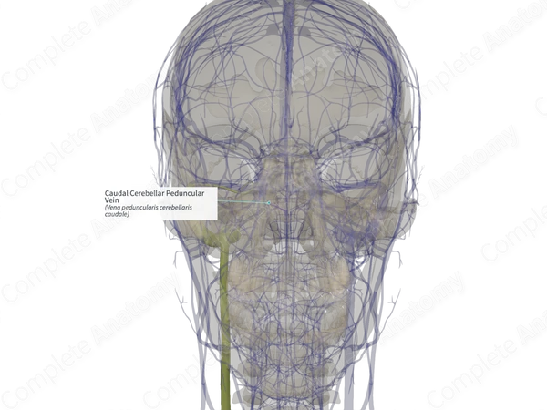 Caudal Cerebellar Peduncular Vein (Right)