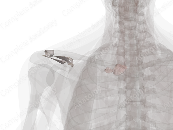 Joints of Pectoral Girdle (Left)