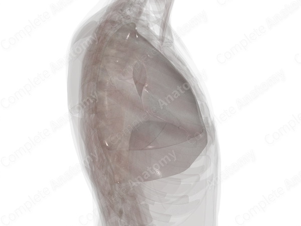 Pleura (Left Lung)