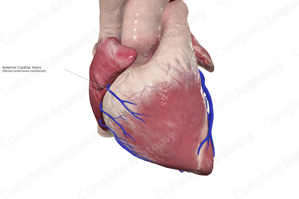 Anatomy, descriptive and applied. Anatomy. 556 THE VASCULAR SYSTEMS The  anterior cardiac veins open into the lower fore part of the right auricle.  The right auriculoventricular opening, or the tricuspid orifice {