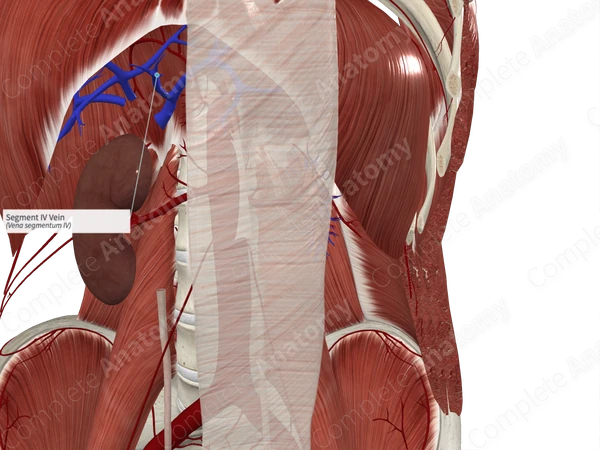Segment IV Vein