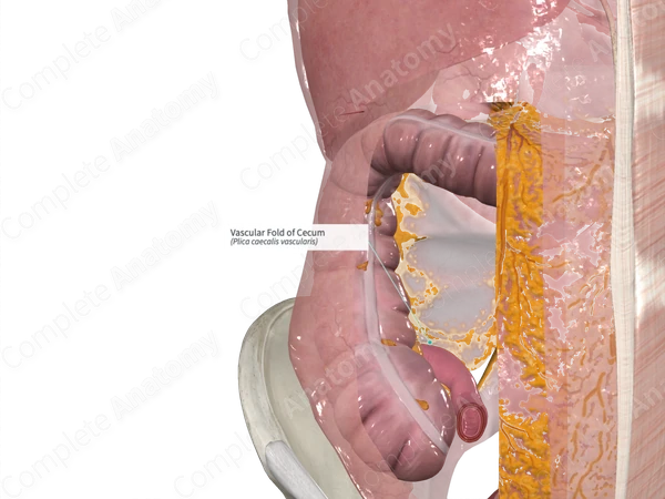 Vascular Fold of Cecum
