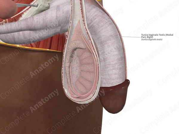 Tunica Vaginalis Testis (Medial Part; Left)