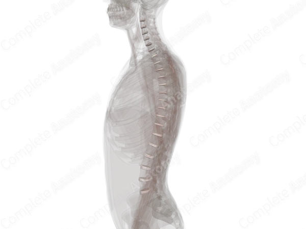 Intervertebral Symphysis