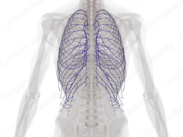 Veins of Thoracic Wall