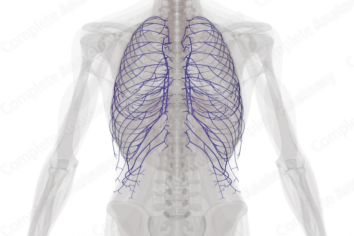 Veins of Thoracic Wall