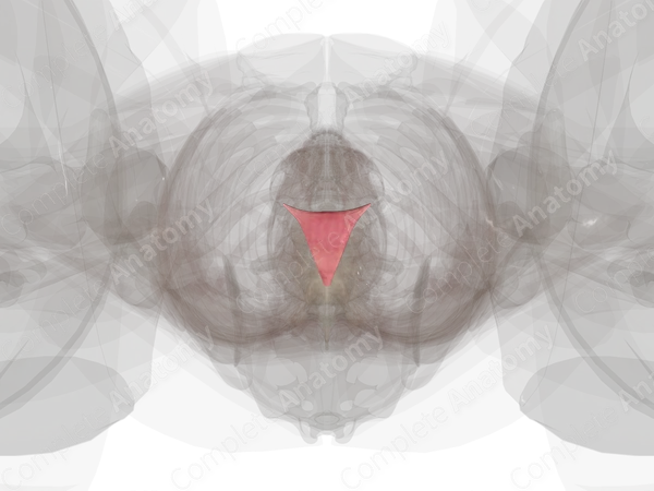 Endometrium